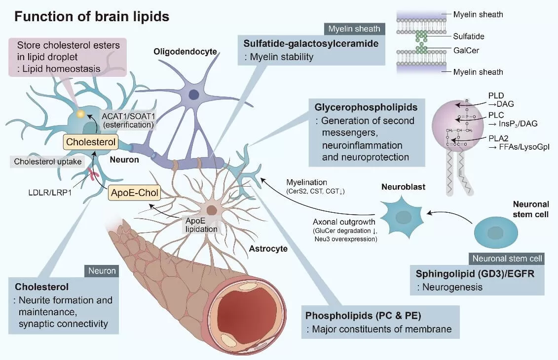 figure 3 function of brain lipids